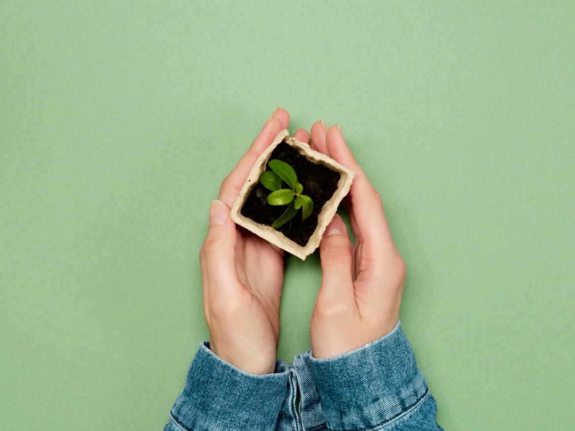 Hands holding a seedling