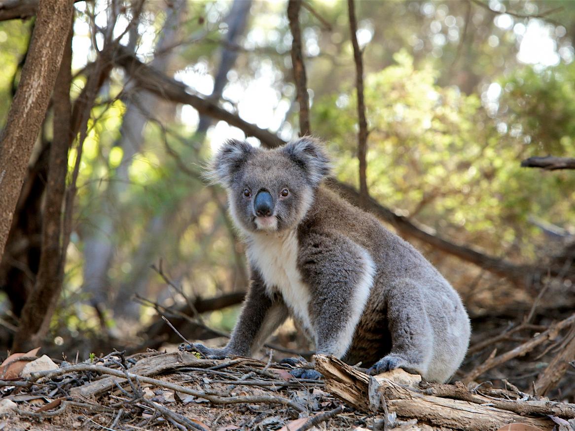 Understanding the true impact of bushfires on our Koala population