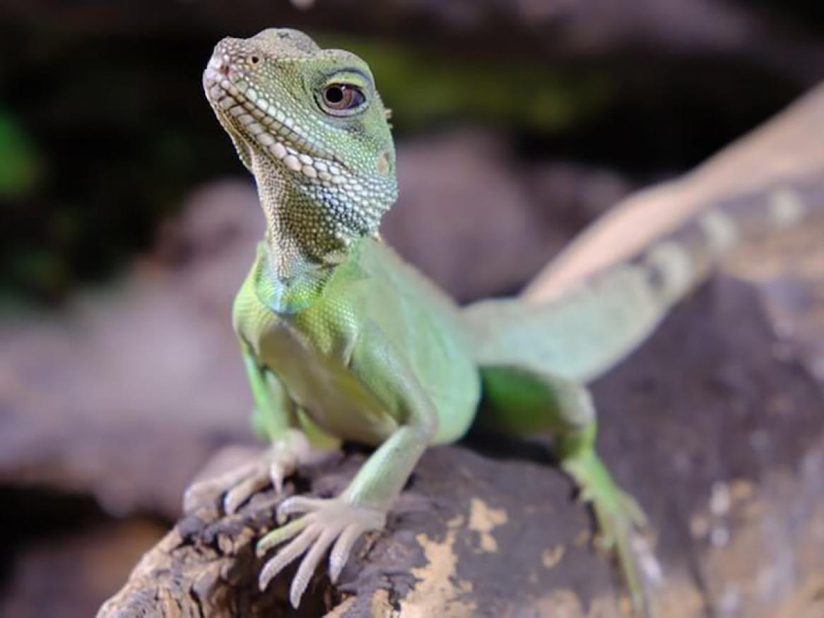 A lizard sitting on a stick