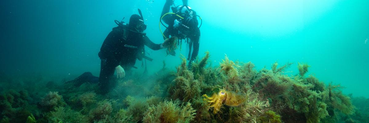 Divers under the sea