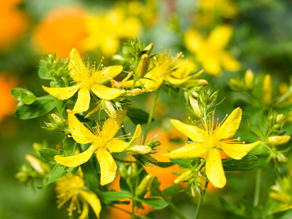 Environment Institute