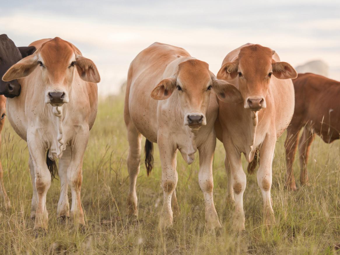 Australian cattle 