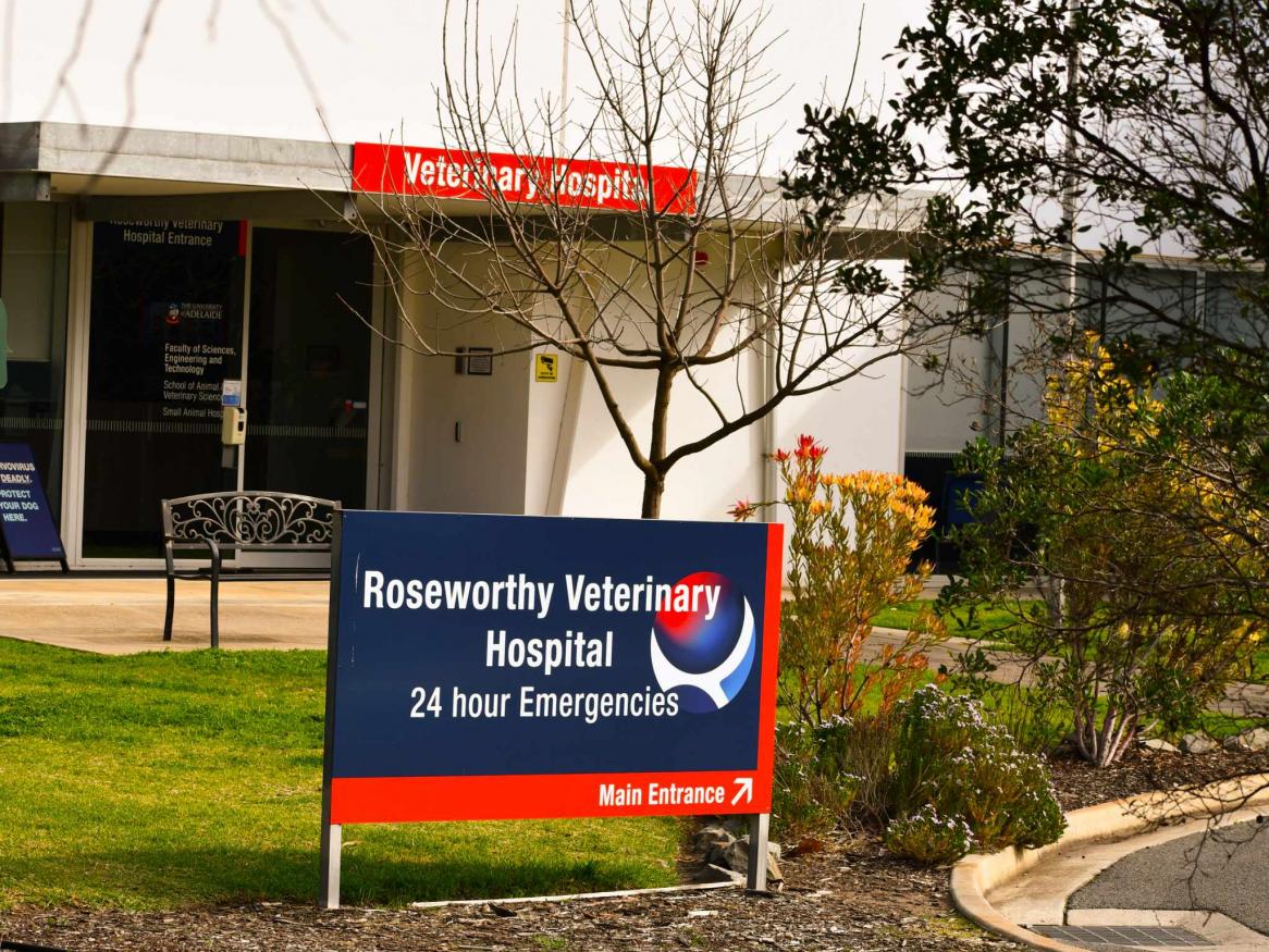 RVH Small Animal Hospital