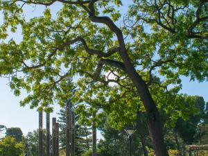 Barr Smith Lawns and Kaurna Learning Circle